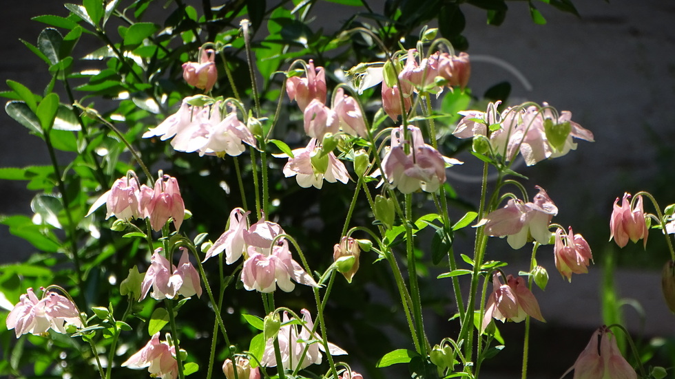 Потрепващи камбанки в красивия ден!