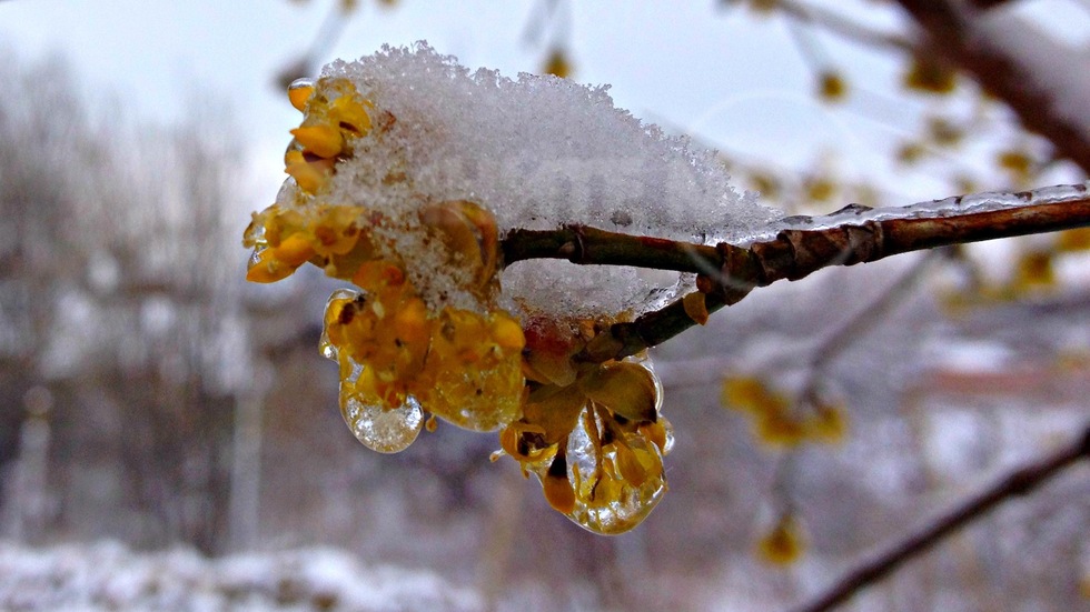 Пролет, скована в снежно-ледена прегръдка