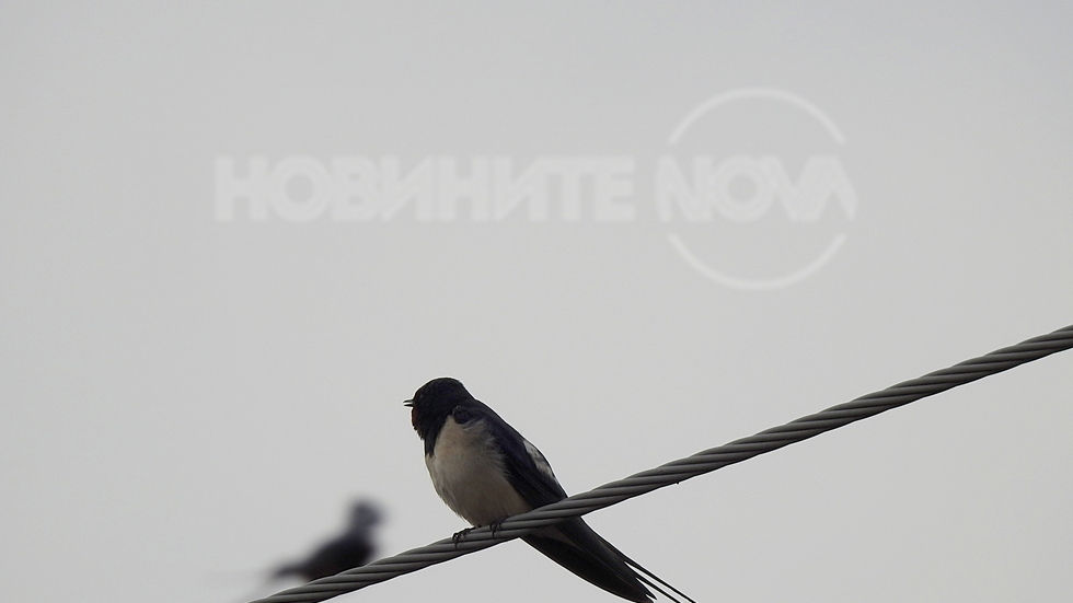 Добре дошли и на лястовичките! Красиви в облачното небе!