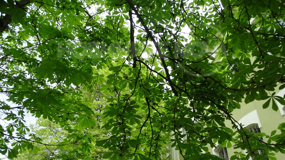 Цъфнаха кестените в Плевен!