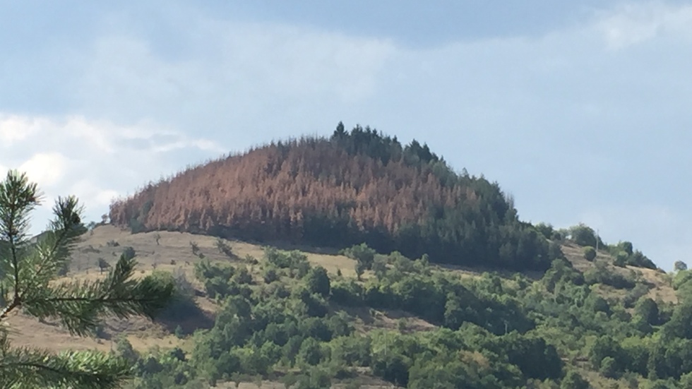 Корояд унищожава иглолистните гори в България