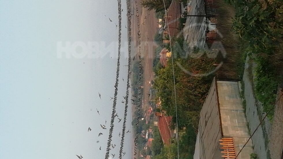 В очакване на бялата лястовичка