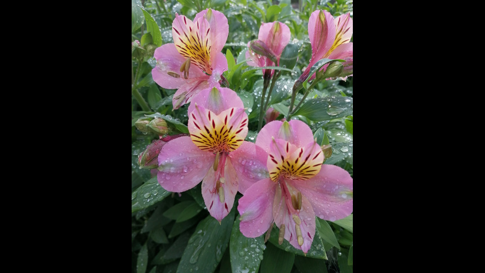 Свежи пролетни цветя!