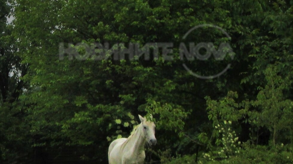 Белият кон в планината!