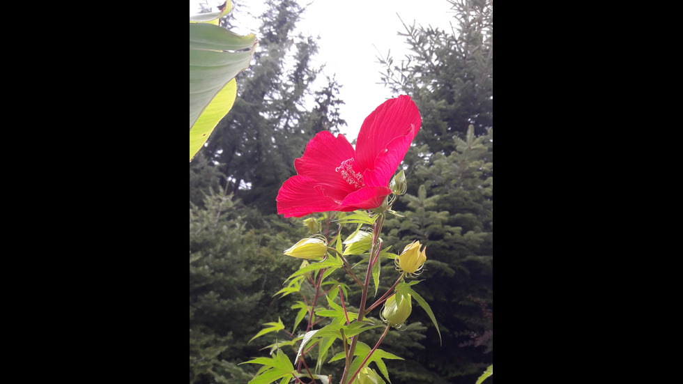 Красота в червено