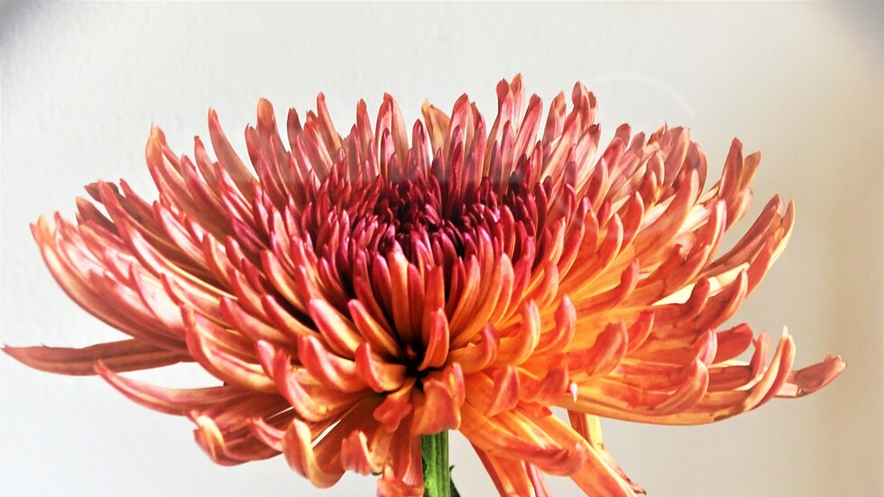 Любимото есенно цвете