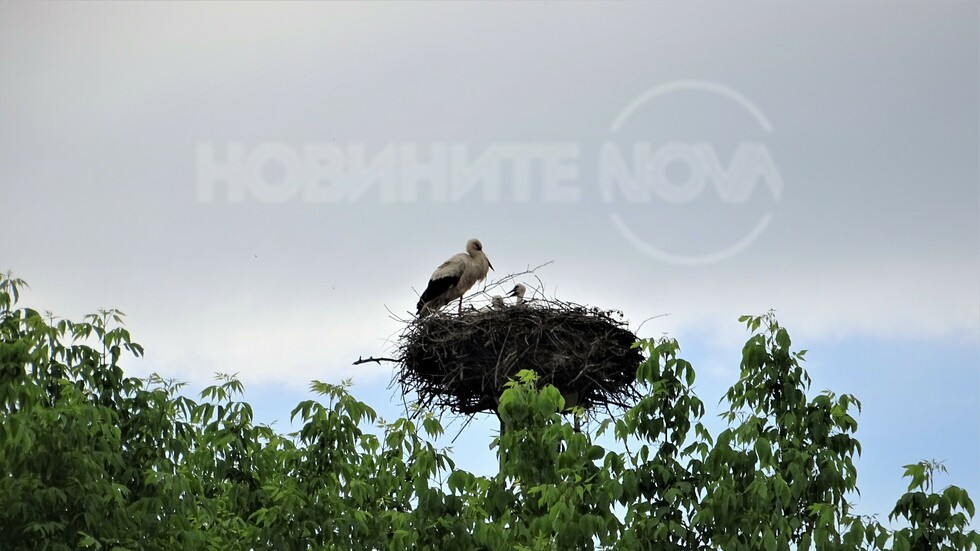 Новото поколение щъркели...