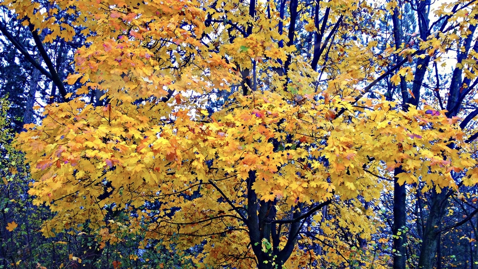 Красотата на есенния листопад