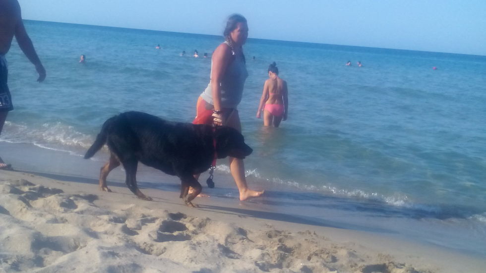 Кучета на плажа в Ахтопол