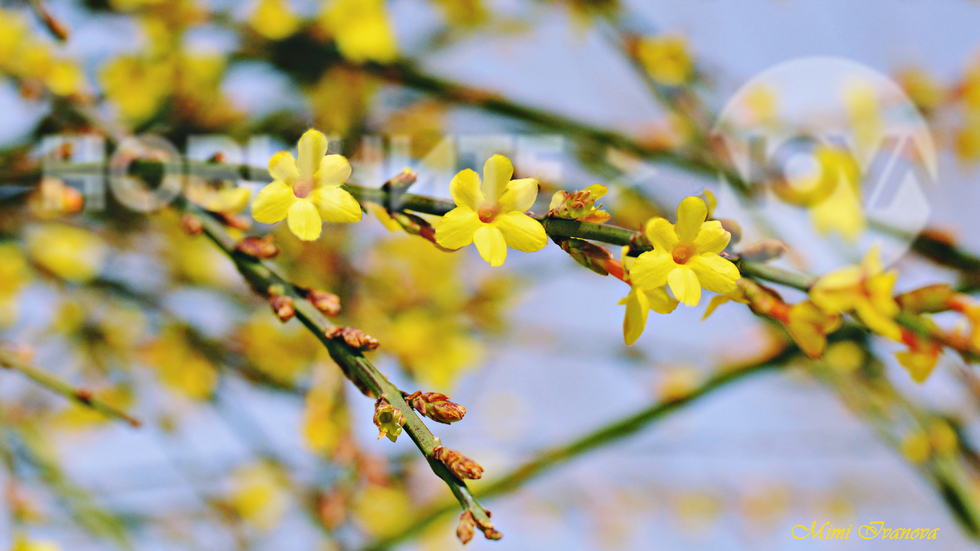 Пролетна нежност в жълто