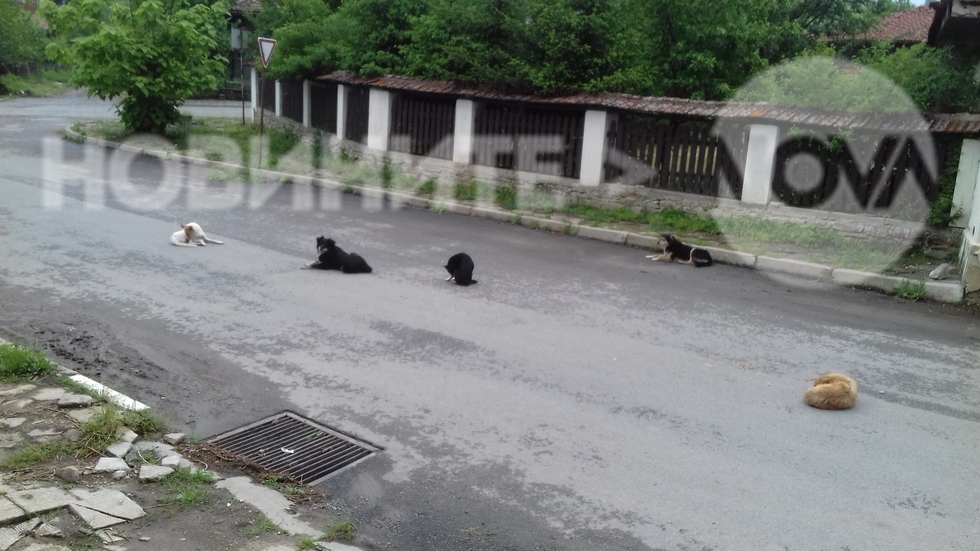 Бездомни кучета в село Кипилово