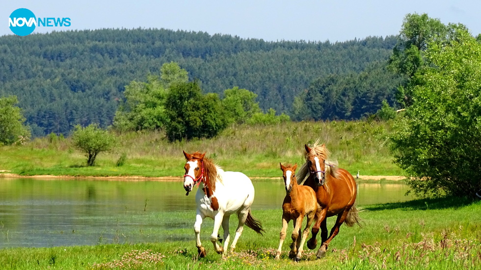 Красиви коне