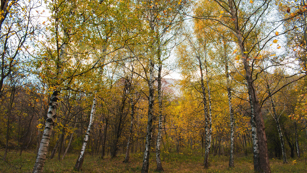 Ноемврийски ден