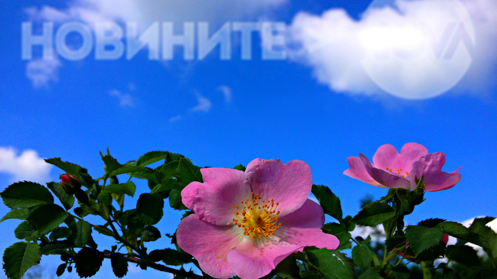 Розовите и нежно ухаещи цветчета на шипката