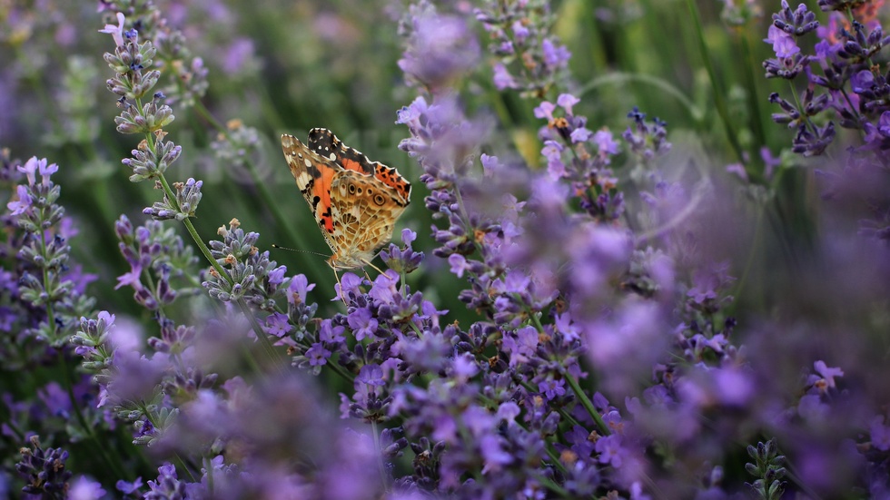 Лавандулата