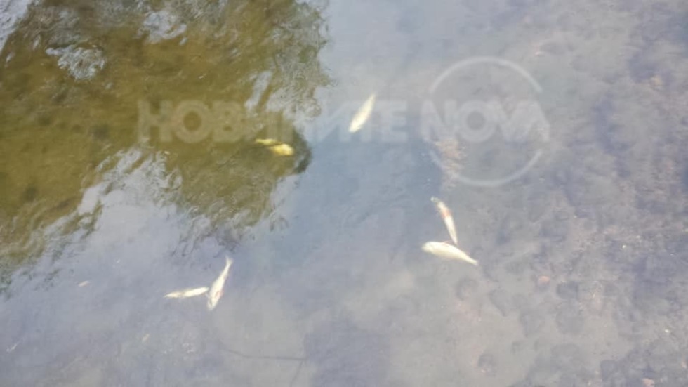 Река Струма и язовир "Лобош" са пълни с умряла риба