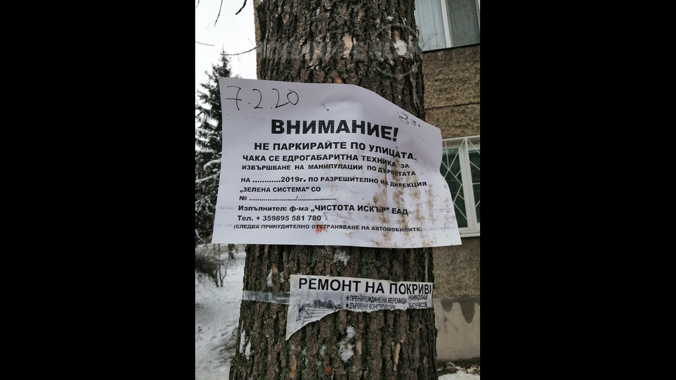 Брутално подкастряне на здраво дърво