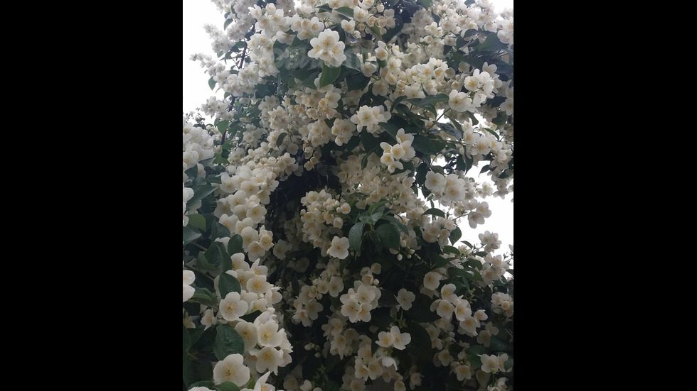 Аромат на лято!