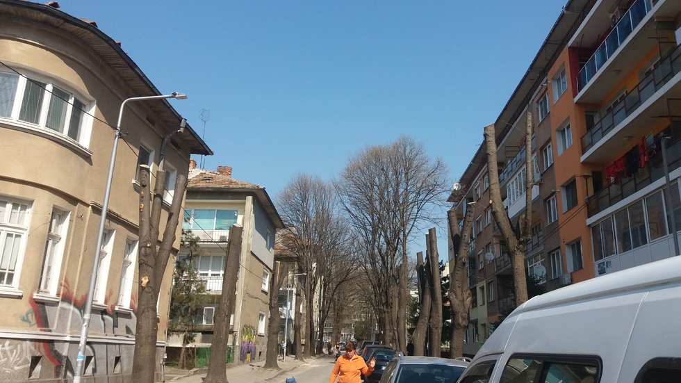 Унищожени дръвчета