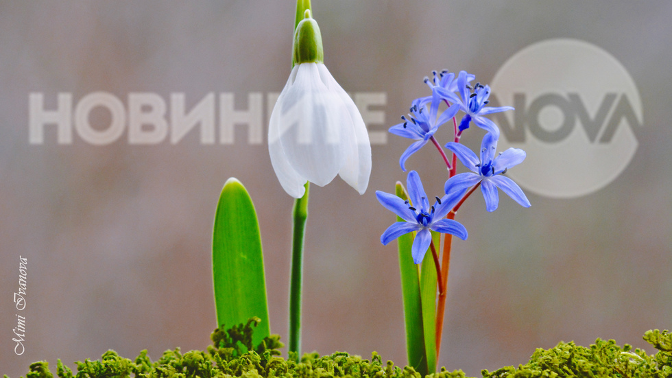 Още по-свежи и уханни, окъпани от февруарския дъжд