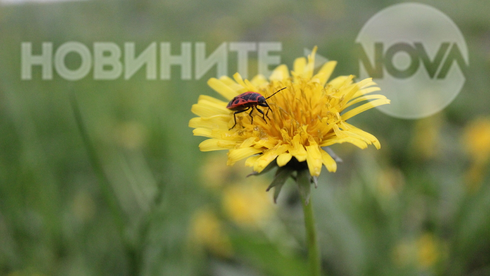 Пролетни снимки