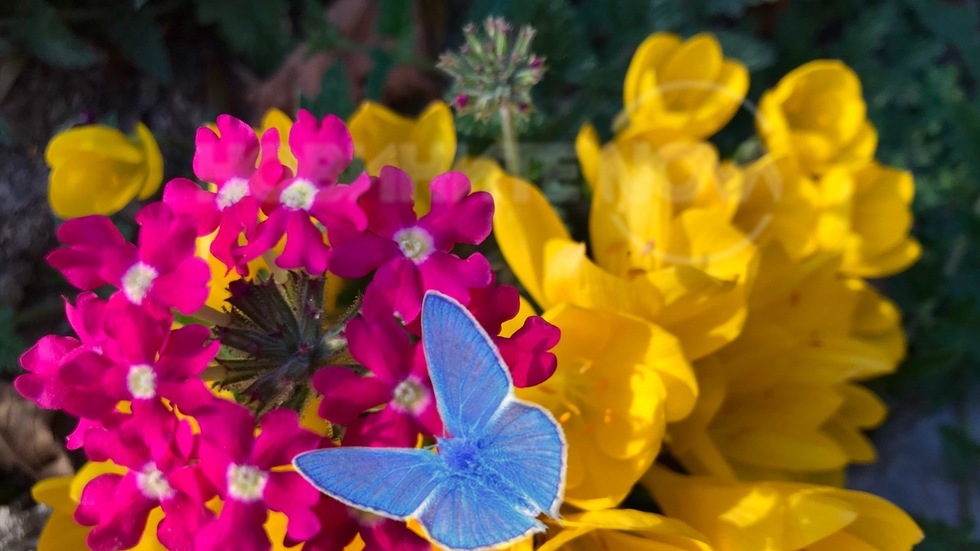 Пеперудено настроение през Октомври