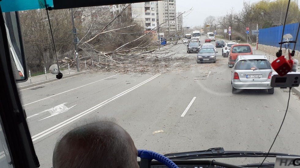 Паднало дърво