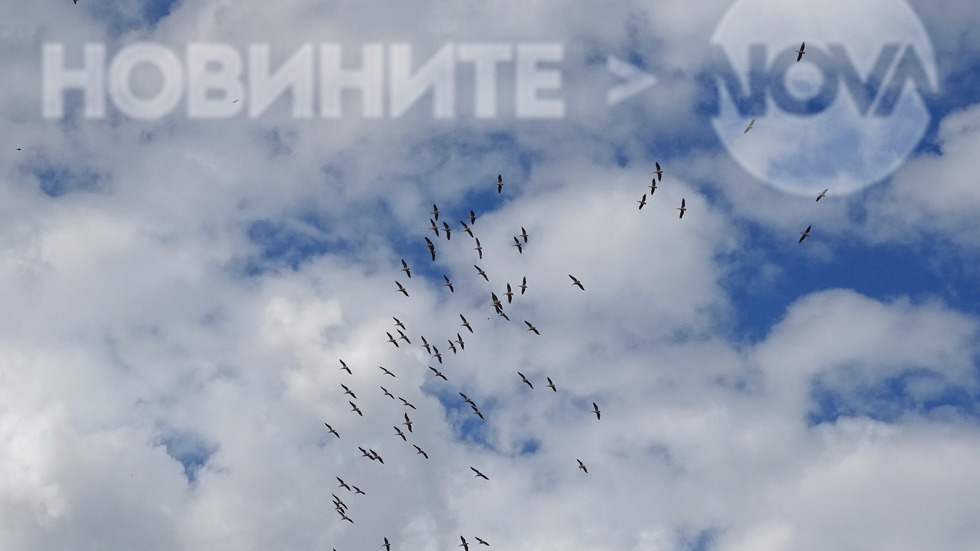 Пеликани в облачното небе край Бургас