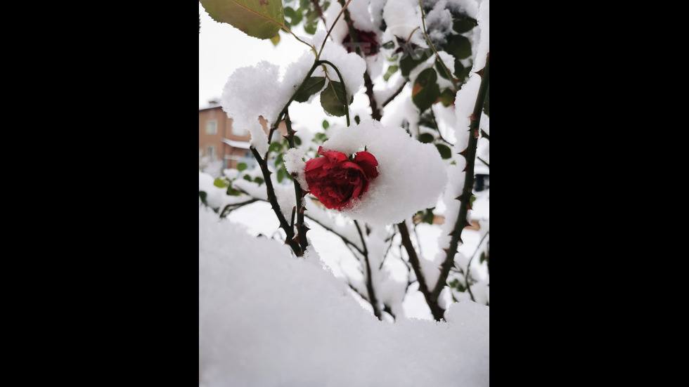 Снежна природа