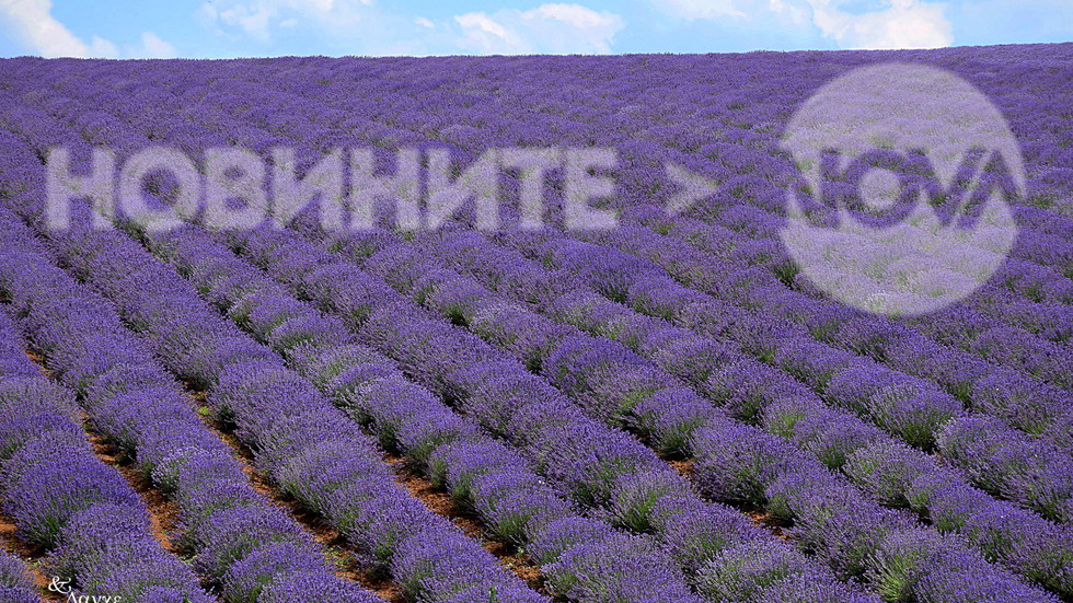 Лавандулово пано!