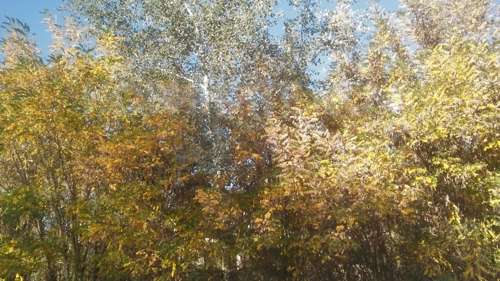 Есенно жълто