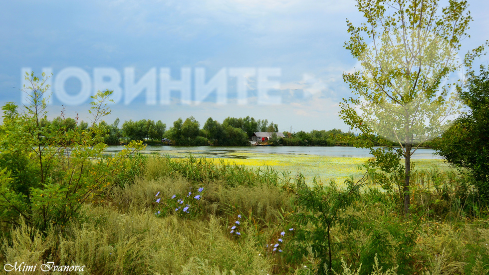 Край чудно езерце с жълти водни лилии...