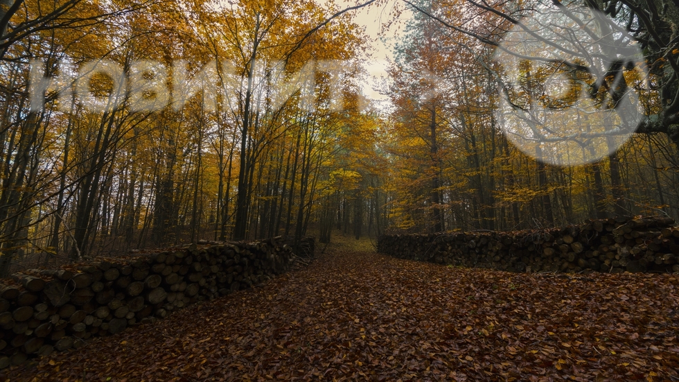 Есен в Средна гора
