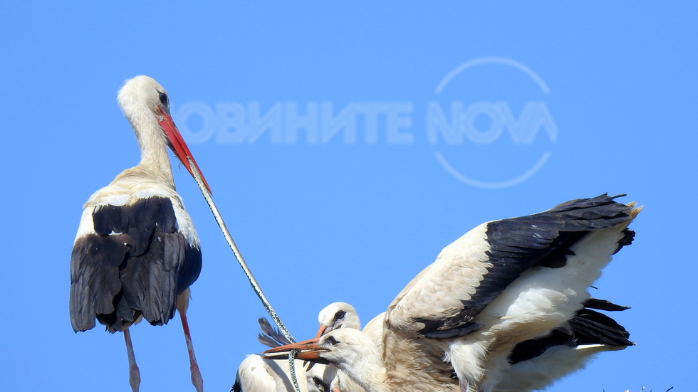 Щъркел храни малките си със змия