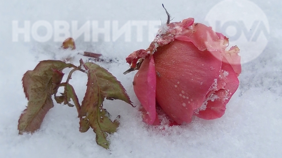 Снежна роза