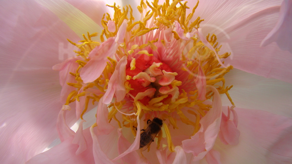 Живот в божура