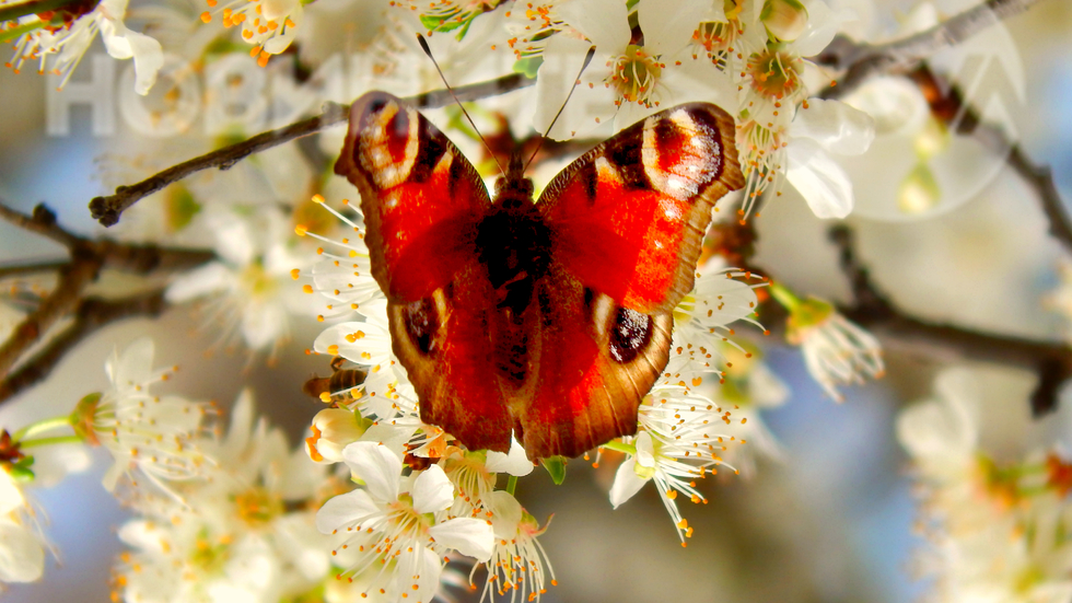 Пролетта е тук, прошепна ми пеперудата...