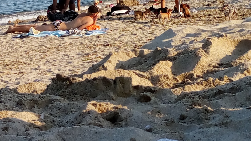 С кучета на плажа