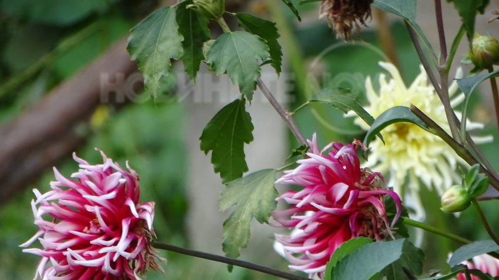 Гергините на град Елена