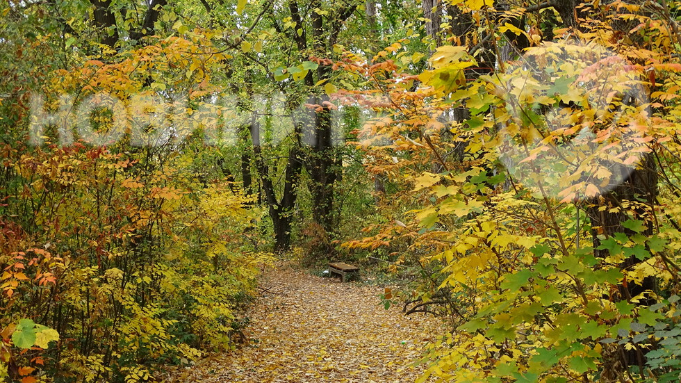 Златна есен в Скобелевия парк!