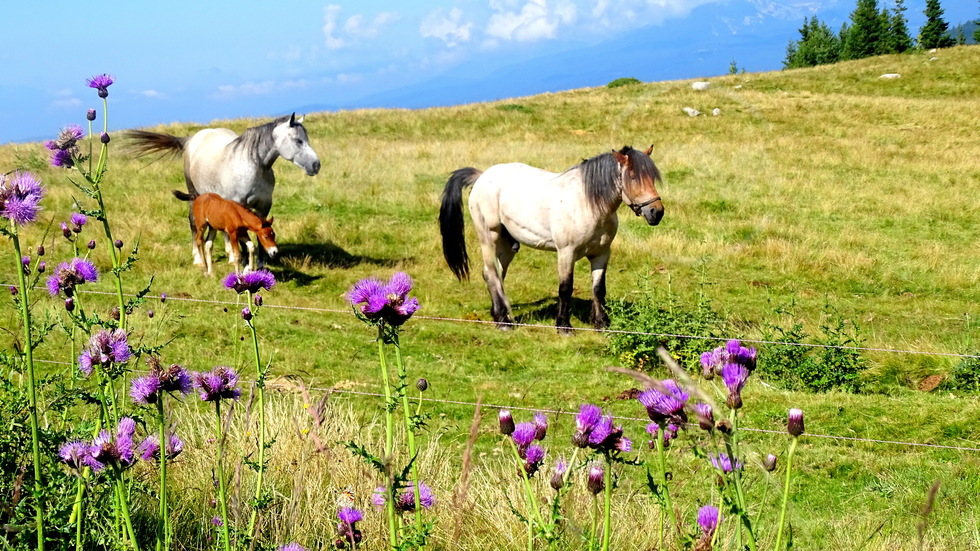 В планината