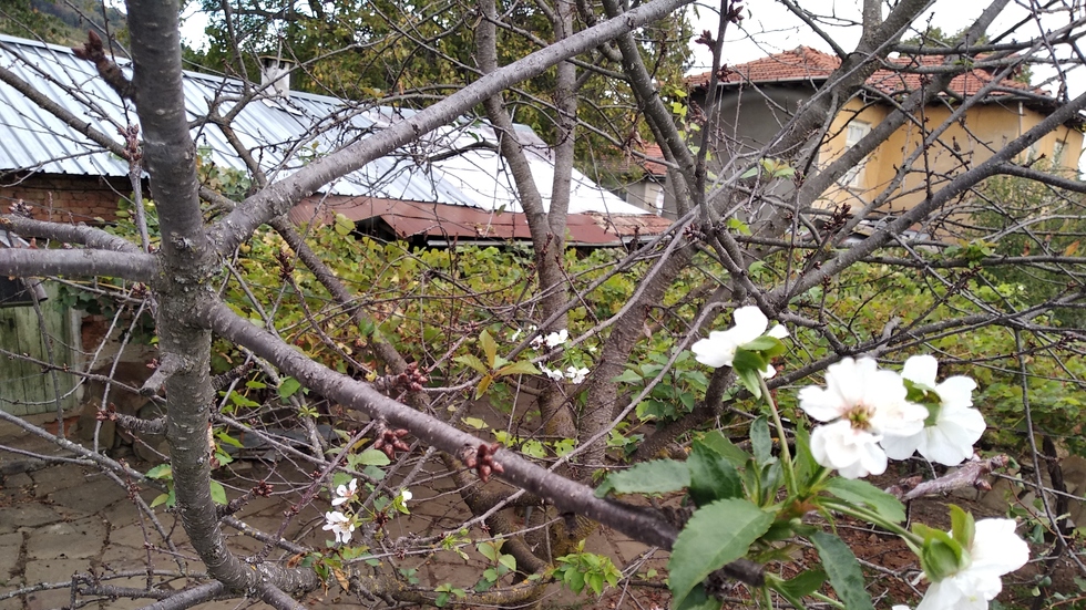 Цъфнало вишнево клонче