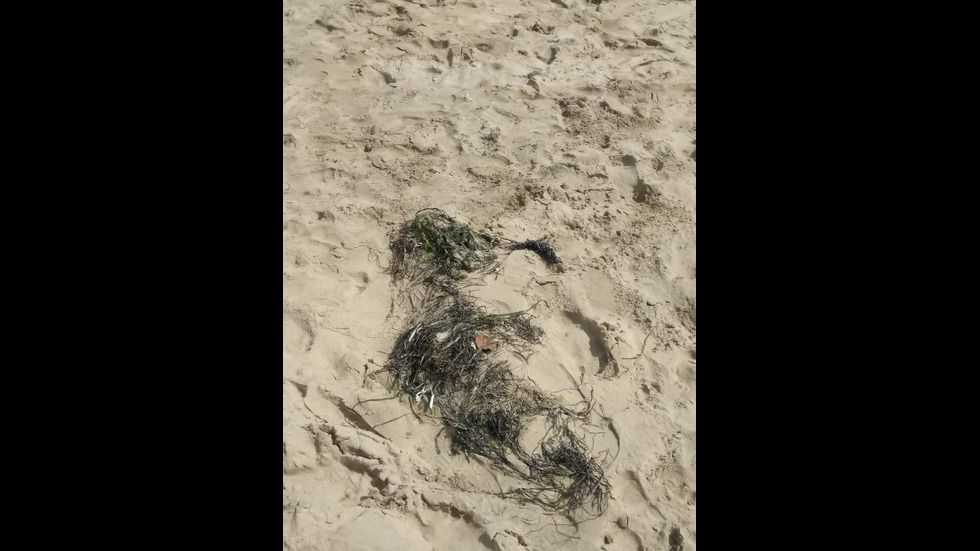 Плажът в Несебър