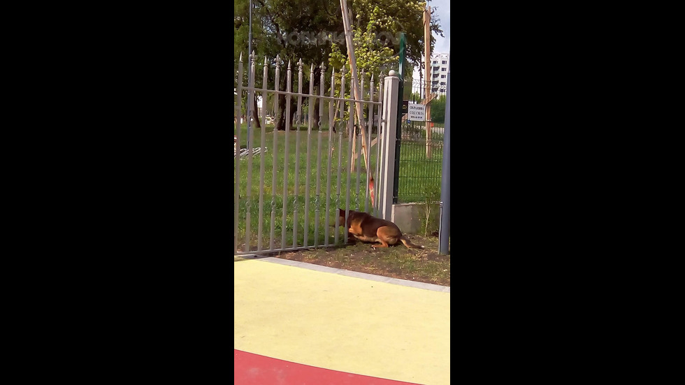 Куче в детски парк