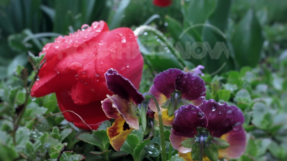 Дъждовна неделя