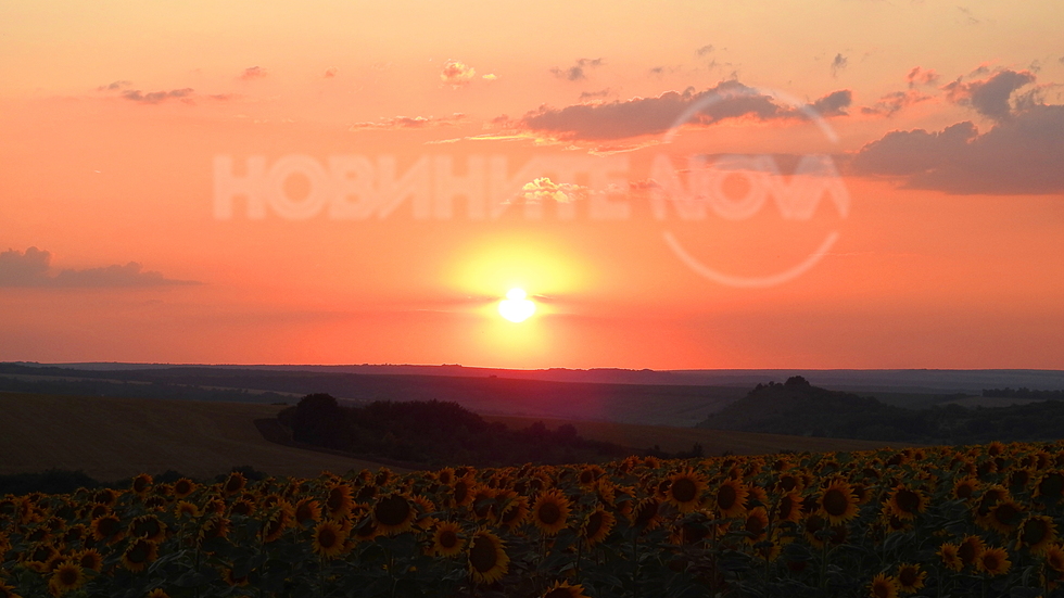 Красив, огнен залез над слънчогледите!