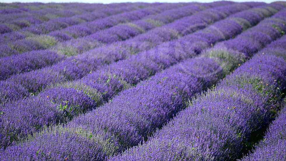 Лято с ухание на лавандула!