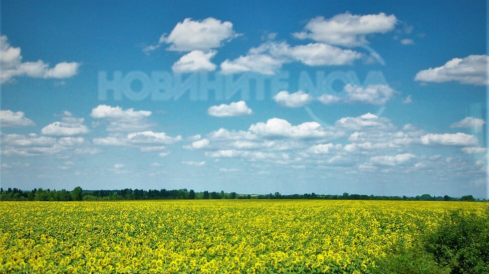 Хиляди слънца по полята!