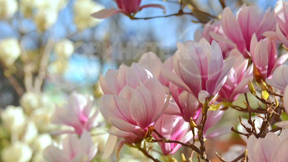 Разцъфнали магнолии