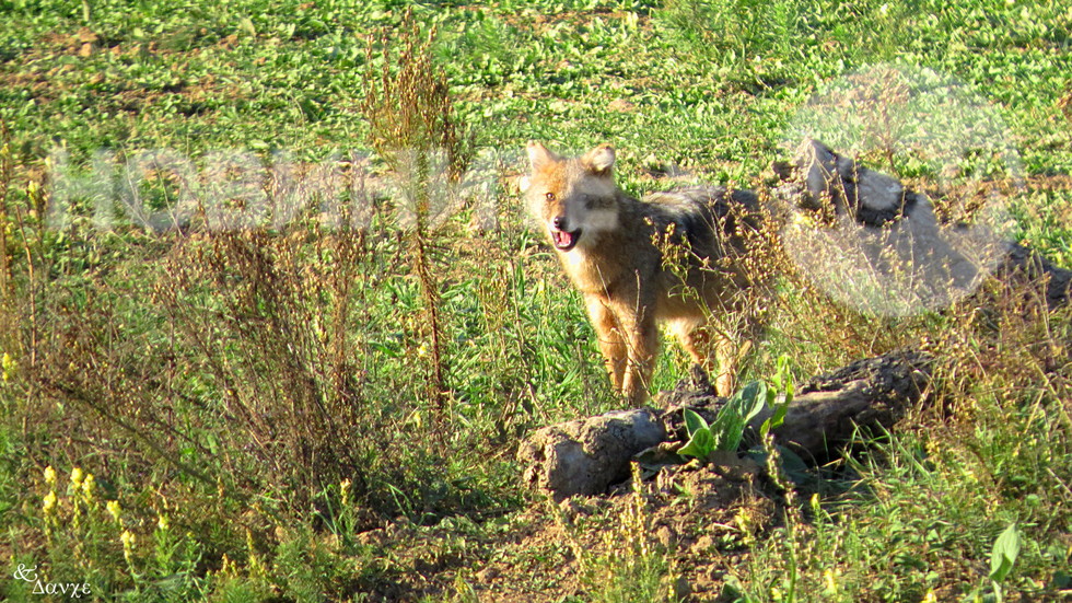 Изненадваща среща с чакал!